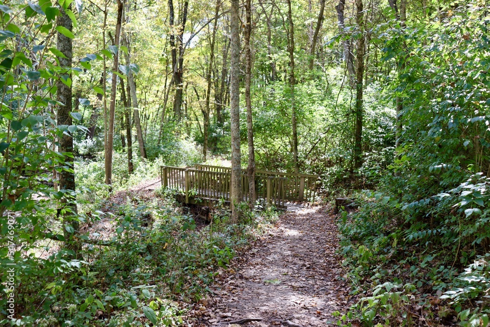 Obraz premium The wood bridge on the trail in the woods.
