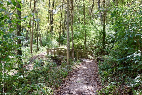 The wood bridge on the trail in the woods.