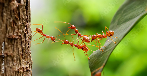 Ant bridge unity team, Ants help to carry food, Concept team work together. Red ants teamwork. unity of ants.  © surasak