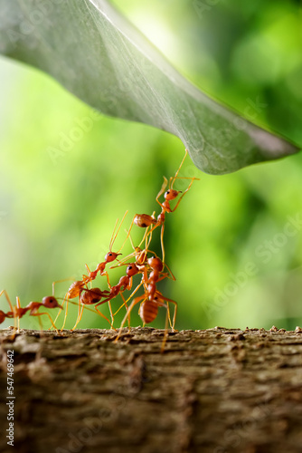 Ant Action standing, Ant bridge team unity, team concept working together. on the natural background. 