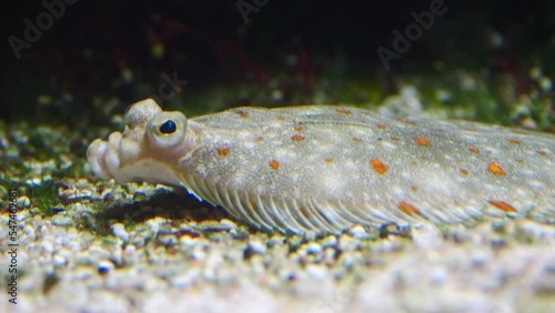 Closeup of a European plaice under the water in the aquarium