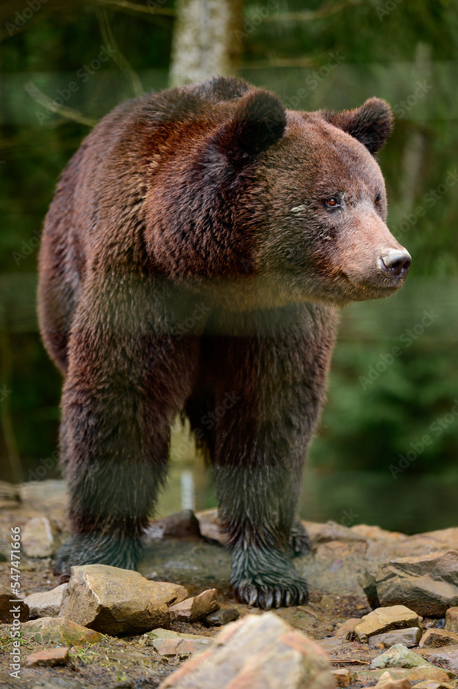 Natural National Park of Ukraine Synevyrska Polyana and its inhabitants are brown bears. Natural National Park of Ukraine Synevyrska Polyana and its inhabitants are brown bears.
