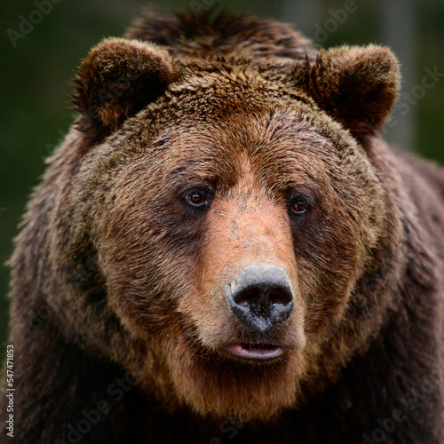 Brown bears in the wild, a large mammal after hibernation, a predator in the wild forest and wildlife. © Niko_Dali