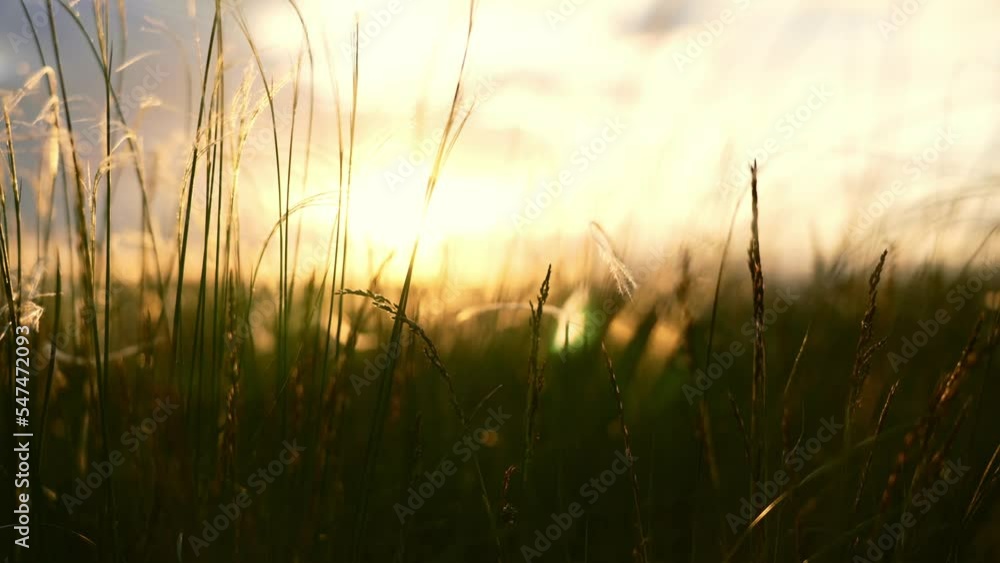 Close-up wheat spikelets on field on beautiful nature sunset andscape on sun rays . Grown rich harvest . Areas of agricultural plant production. Healthy food. Summer season and warm weather on rural. Close-up wheat spikelets on field on beautiful nature sunset andscape on sun rays . Grown rich harvest . Areas of agricultural plant production. Healthy food. Summer season and warm weather on rural.