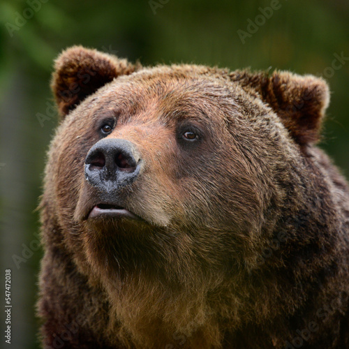 Brown bears in the wild, a large mammal after hibernation, a predator in the wild forest and wildlife.
