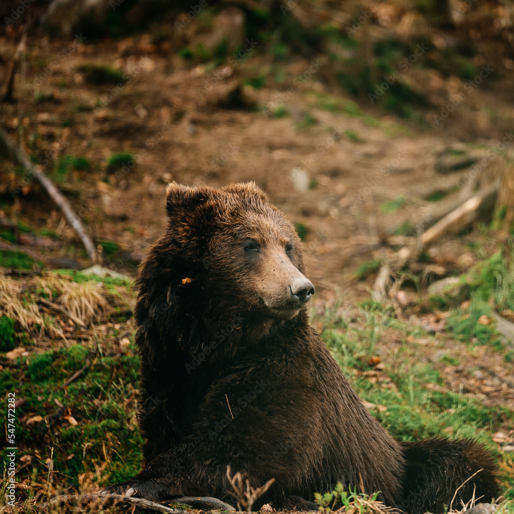 Obraz premium Portrait of a big brown bear in the woods on a walk, one bear on a forest background.