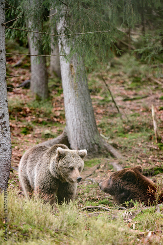 Two large brown bears resting in the forest  inhabitants of the Ukrainian Carpathians  large and aggressive mammals.