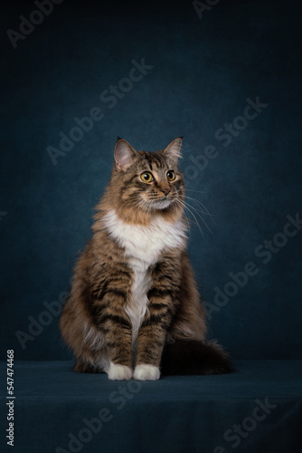 portrait of a cat on a blue background