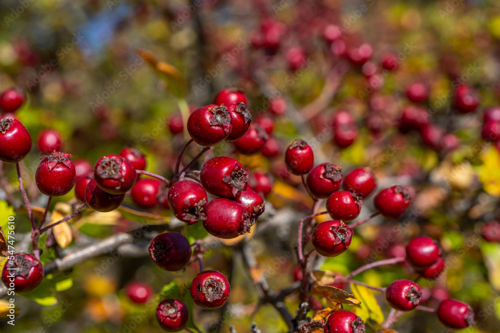Red hawthorn berries in autumn background, branch with hawthorn fruit. Selective focus. High quality photo Red hawthorn berries in autumn background, branch with hawthorn fruit. Selective focus. High quality photo
