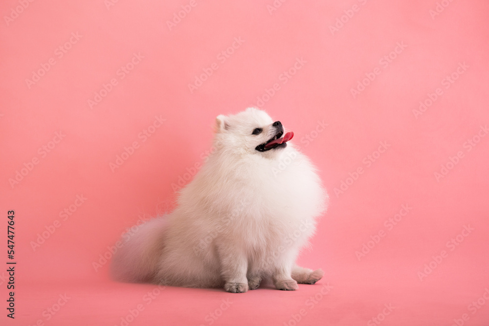 Dog breed pomeranian spitz funny sits on a pink background Dog breed pomeranian spitz funny sits on a pink background
