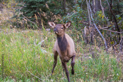 Elk