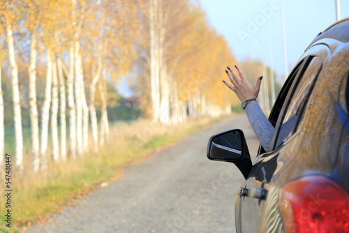 Fototapeta Naklejka Na Ścianę i Meble -  Ręka kobiety w oknie samochodu osobowego na drodze, aleja brzozowa w słońcu.