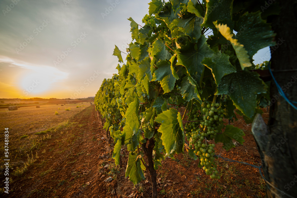 Panoramic view of a grape plantation on the Istrian peninsula