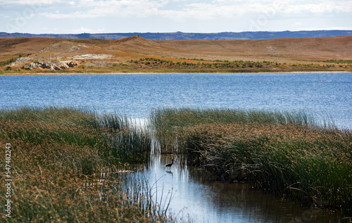 Fototapeta Naklejka Na Ścianę i Meble -  A prairie marsh with a swimming duck water birds