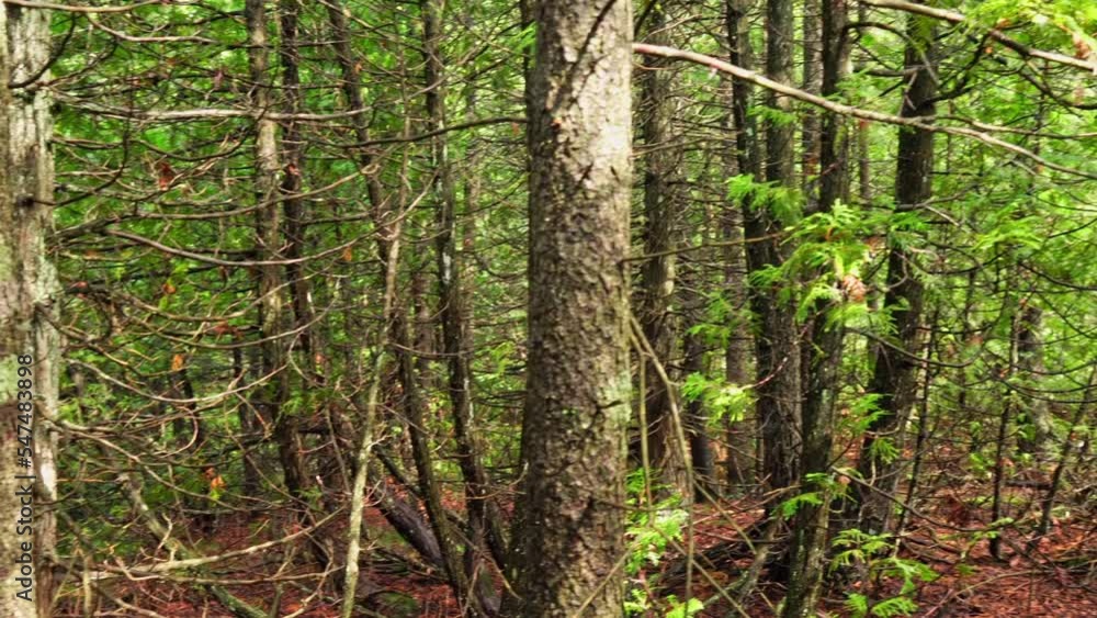 Pine and spruce trees at the Lumberjack route. Pine forest is a natural resource. Lumberjack road in the wild forest. Pine and spruce trees at the Lumberjack route. Pine forest is a natural resource. Lumberjack road in the wild forest.