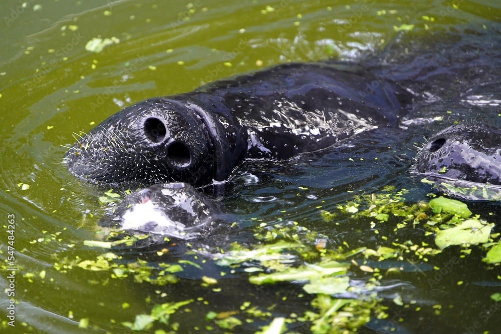 Amazonian manatee (Trichechus inunguis) is a species of manatee that
