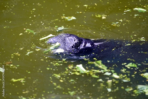 Amazonian manatee (Trichechus inunguis) is a species of manatee that lives in the Amazon Basin. They typically surface several times a minute to breathe, but can remain submerged for up to 14 minutes. photo