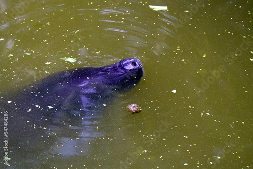 Amazonian manatee (Trichechus inunguis) is a species of manatee that lives in the Amazon Basin. They typically surface several times a minute to breathe, but can remain submerged for up to 14 minutes. photo