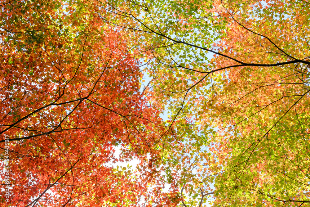 秋の紅葉が始まり、赤・黄・オレンジ・緑のグラデーションが美しい。ハイキーで明るく仕上げる