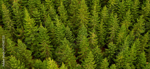 banner background with coniferous forest seen from above