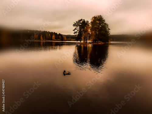 duck in calm water - Sognsvann photo