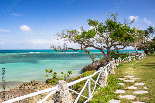 Photography Palm trees on a Cuban beach
