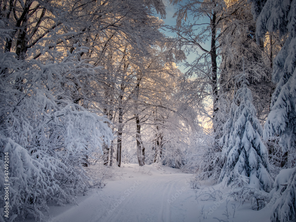 Winter landscape with fresh snow covered trees,rime,snow,mountain forest and cross country ski track at winter sunny day. Czech republic.  .