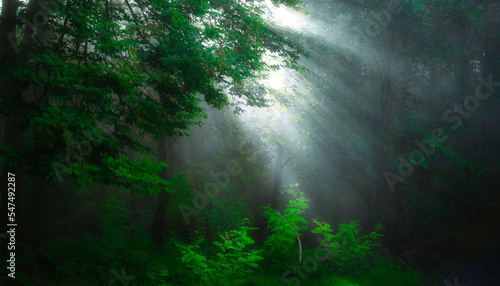 Green foggy forest with sun rays, green leafs,sunlight,sun rays,fog. Czech republic. .