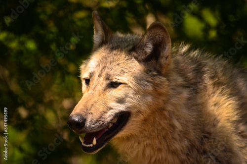 Fototapeta Naklejka Na Ścianę i Meble -  A beautiful wolf with a warm pelt is hiding behind green plants and looking curious