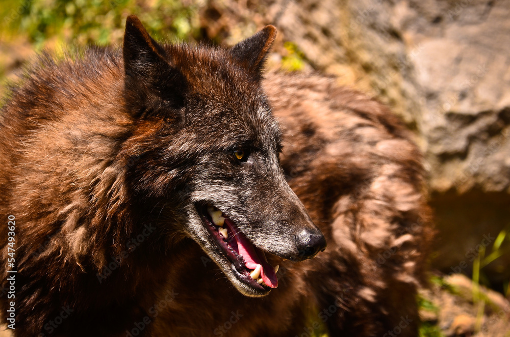 A beautiful wolf with a warm pelt is hiding behind green plants and looking curious A beautiful wolf with a warm pelt is hiding behind green plants and looking curious