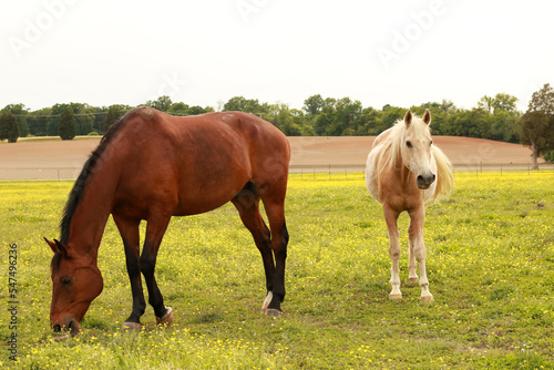 Horses © Armand