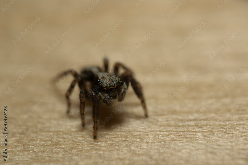 Artistic close ups of a jumping spider or Salticidae, a common spider species all over the world. Very cute spider and very friendly. Artistic close ups of a jumping spider or Salticidae, a common spider species all over the world. Very cute spider and very friendly.