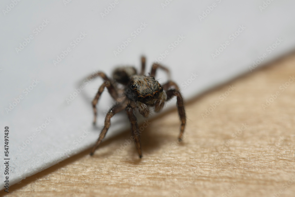 Artistic close ups of a jumping spider or Salticidae, a common spider species all over the world. Very cute spider and very friendly. Artistic close ups of a jumping spider or Salticidae, a common spider species all over the world. Very cute spider and very friendly.