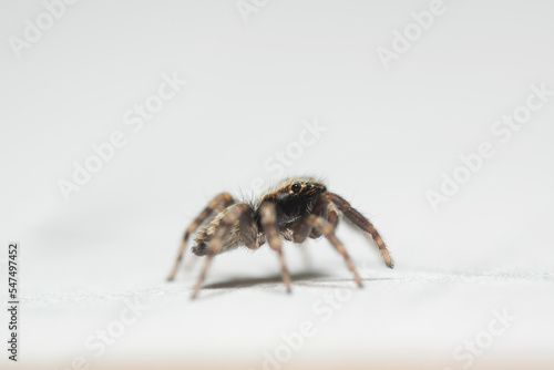 Artistic close ups of a jumping spider or Salticidae, a common spider species all over the world. Very cute spider and very friendly.
