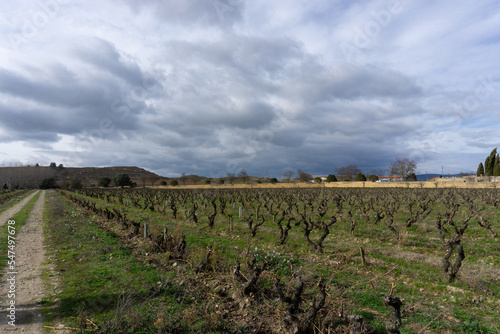 Spanish vineyards