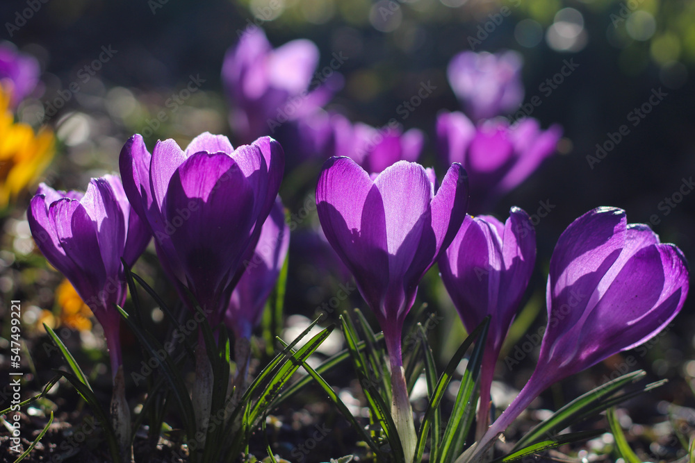 Lila Krokusse im Frühling Lila Krokusse im Frühling
