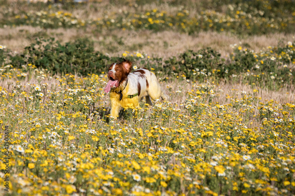 Fototapeta premium Brittany Spaniel dog running in a flower field with tongue out and ear flopping covered in yellow pollen in late afternoon