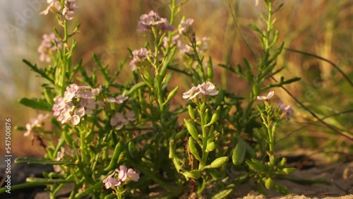  Cakile maritima (European sea-rocket) growing in the dunes and waving in the wind photo