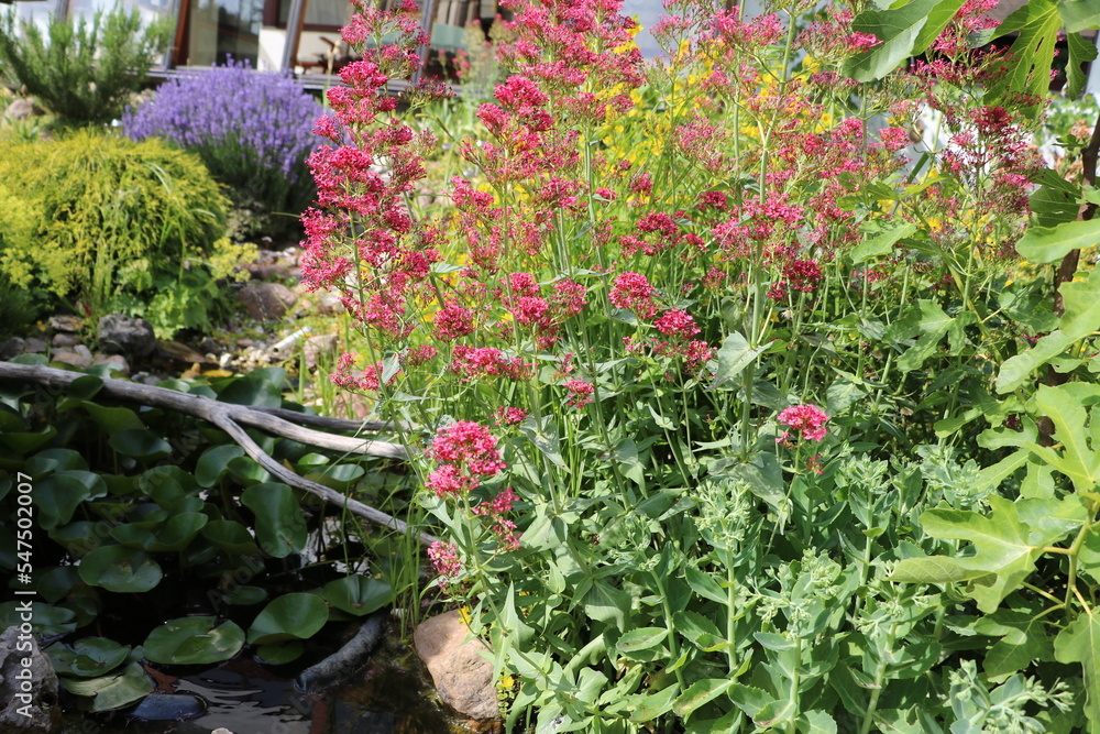  Centranthus ruber blooming at a pond in the garden, Germany