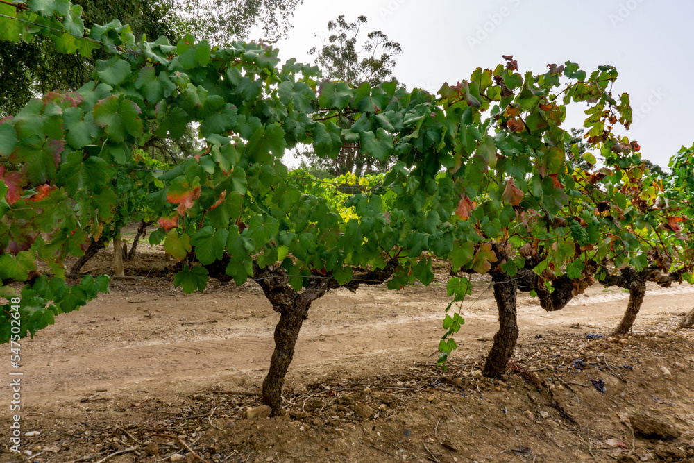 PORTUGUESE VINEYARD 