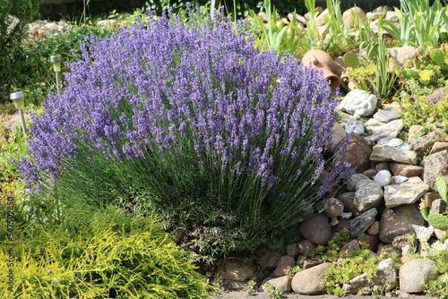 Cultivation of Lavandula angustifolia in the garden, Germany photo
