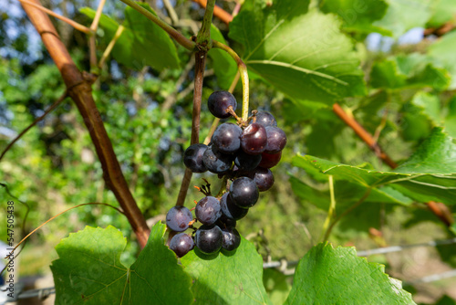 Castelao Grape