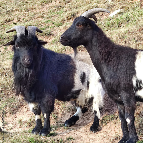Goats