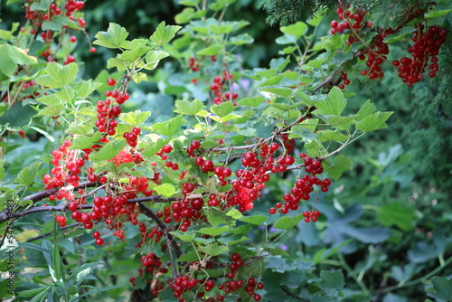 Red currants in the garden, Germany
