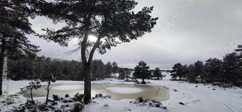 snow covered trees