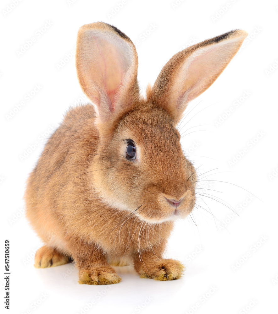 Brown rabbit on white. Brown rabbit on white.