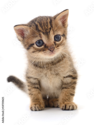 Kitten on white background.