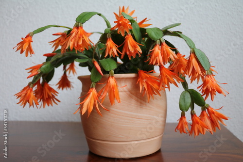 Christmas cactus with red flowers photo