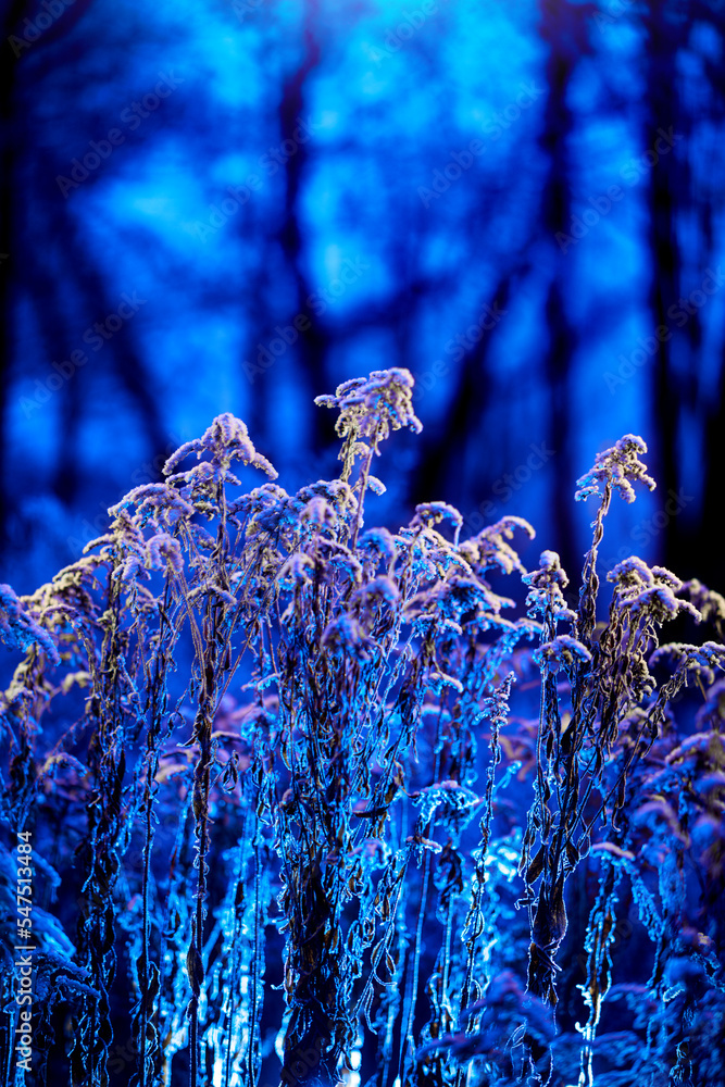 Cold night