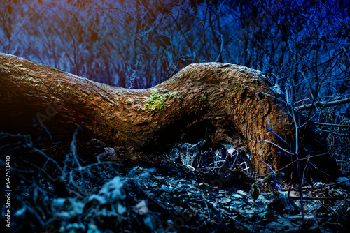 Stare powyginane  drzewo, leżące w zimową mroźną noc w lesie na ziemi